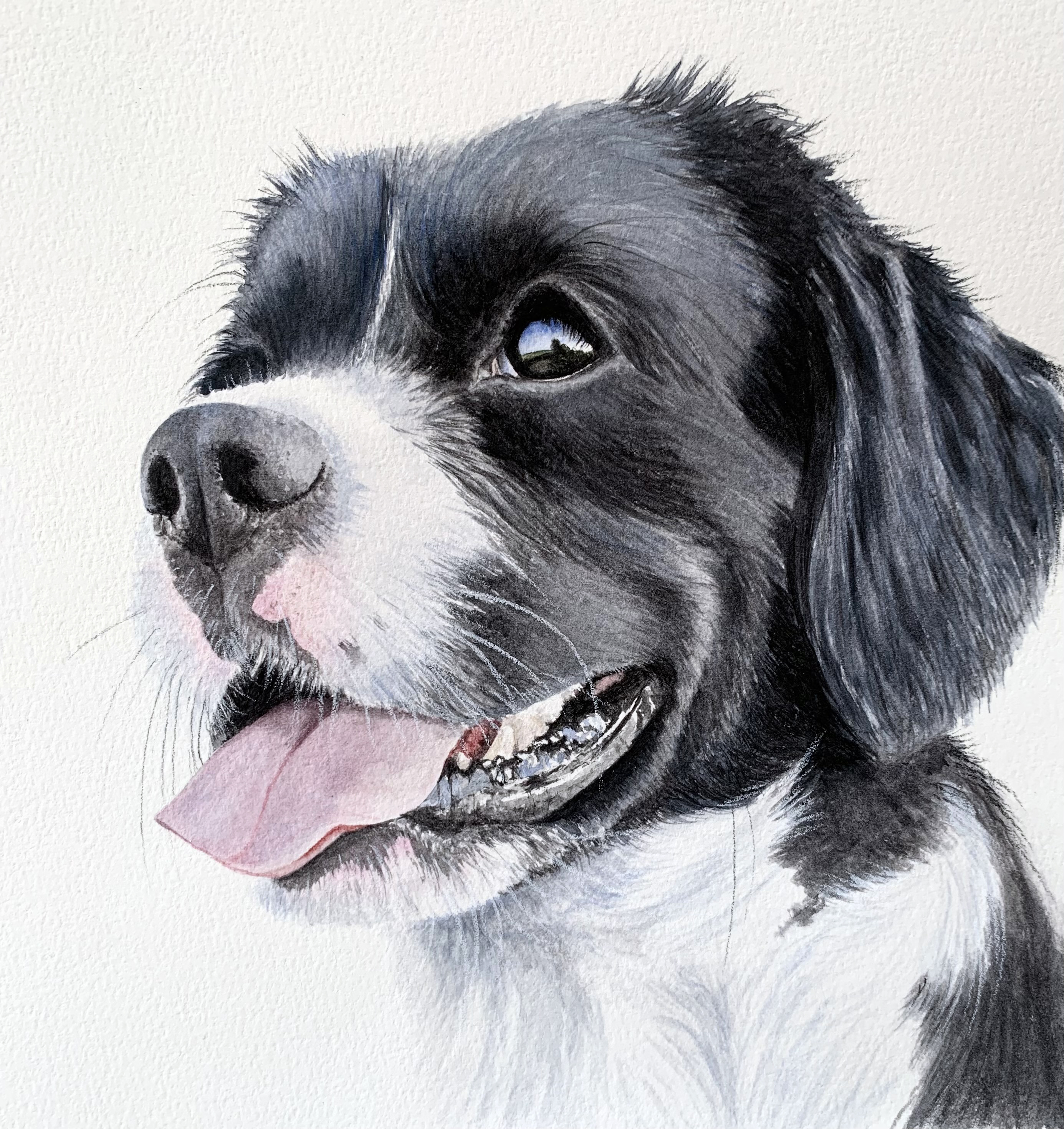 Watercolour painting of a black and white dog